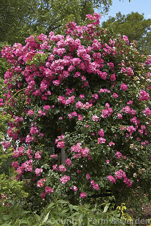 Rosa 'American Pillar', a Hybrid Wichuraiana Rambler raised in 1909. It grows rapidly to around 4m tall and flowers very heavily in early summer but does repeat its blooming. Order: Rosales, Family: Rosaceae