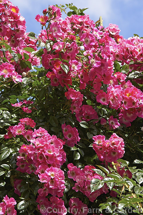 Rosa 'American Pillar', a Hybrid Wichuraiana Rambler raised in 1909. It grows rapidly to around 4m tall and flowers very heavily in early summer but does repeat its blooming. Order: Rosales, Family: Rosaceae