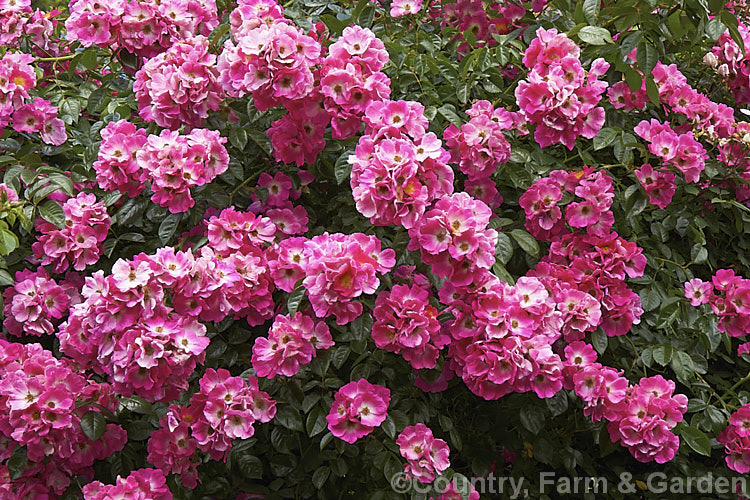 Rosa 'American Pillar', a Hybrid Wichuraiana Rambler raised in 1909. It grows rapidly to around 4m tall and flowers very heavily in early summer but does repeat its blooming. Order: Rosales, Family: Rosaceae
