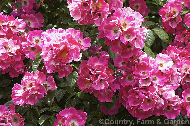 Rosa 'American Pillar', a Hybrid Wichuraiana Rambler raised in 1909. It grows rapidly to around 4m tall and flowers very heavily in early summer but does repeat its blooming. Order: Rosales, Family: Rosaceae