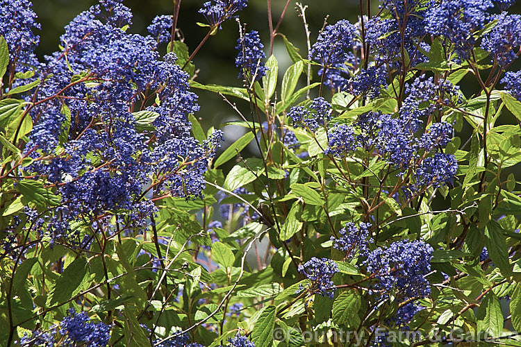 Ceanothus x delilianus 'Henri. Desfosse', one of several cultivars of this Ceanothus coeruleus x Ceanothus americanus hybrid, 'Henri. Desfosse' is an evergreen shrub that grows to around 3m tall and has erect heads of small, deep indigo blue flowers that open in early summer. ceanothus-2145htm'>Ceanothus. Order: Rosales, Family: Rhamnaceae