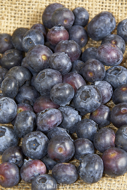 Commercially grown blueberries are usually cultivars of Vaccinium corymbosum, a 1-2m tall deciduous shrub native to the eastern United States. The most common of the commercially cultivated blueberries, this species flowers in spring and the fruit mature from early summer. Viburnum ashei cultivars are also widely grown but are more often seen in home gardens. vaccinium-2753htm'>Vaccinium. Order: Ericales, Family: Ericaceae