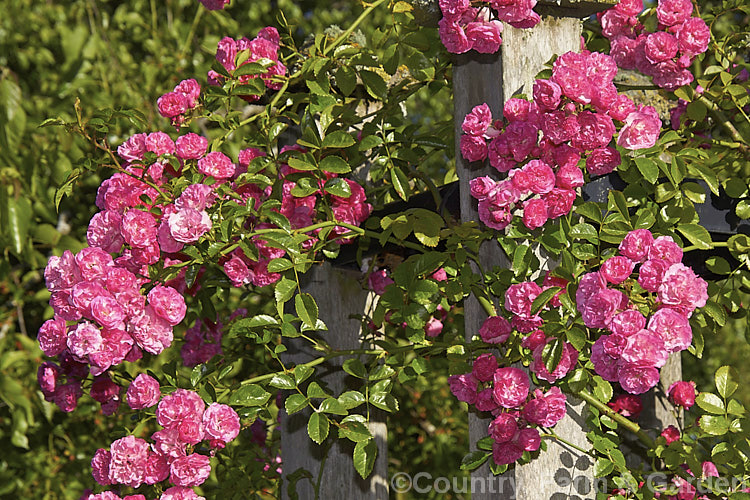Rosa 'Minnehaha' (<i>Rosa wichuraiana x 'Paul Neyron'), a once-blooming small-flowered Rambler. Rose raised by Walsh of the United States in 1905. It grows to around 4m tall and flowers in summer. Order: Rosales, Family: Rosaceae