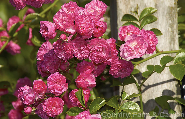 Rosa 'Minnehaha' (<i>Rosa wichuraiana x 'Paul Neyron'), a once-blooming small-flowered Rambler. Rose raised by Walsh of the United States in 1905. It grows to around 4m tall and flowers in summer. Order: Rosales, Family: Rosaceae