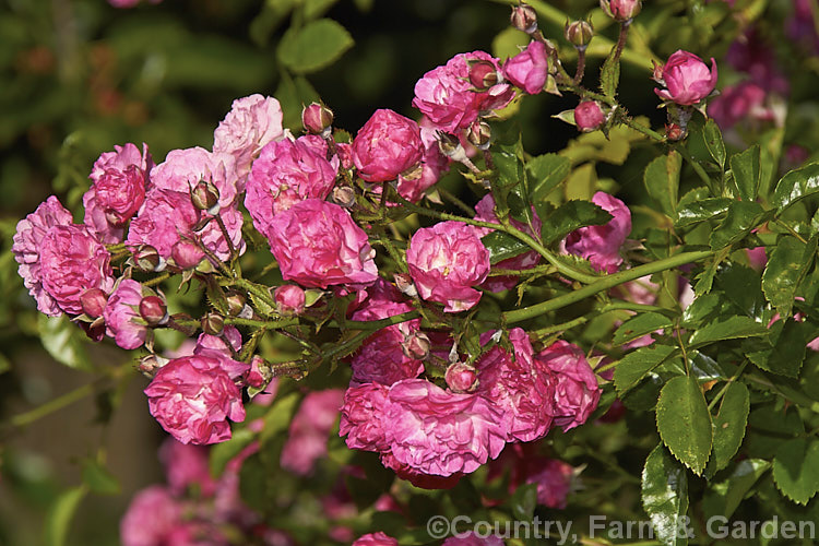 Rosa 'Minnehaha' (<i>Rosa wichuraiana x 'Paul Neyron'), a once-blooming small-flowered Rambler. Rose raised by Walsh of the United States in 1905. It grows to around 4m tall and flowers in summer. Order: Rosales, Family: Rosaceae