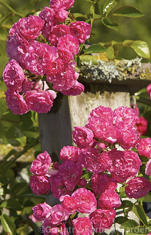 Rosa 'Minnehaha' (<i>Rosa wichuraiana x 'Paul Neyron'), a once-blooming small-flowered Rambler. Rose raised by Walsh of the United States in 1905. It grows to around 4m tall and flowers in summer. Order: Rosales, Family: Rosaceae