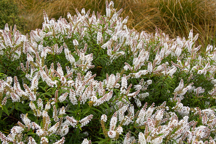 <i>Veronica subalpina</i> (syn. <i>Hebe subalpina</i>), a 1.2-3m high evergreen summer-flowering shrub found in the lower mountain areas of the South Island of New Zealand. It is often confused with <i>Veronica rakaiensis</i> (syn. <i>Hebe rakaiensis</i>) in cultivation. Order: Lamiales, Family: Plantaginaceae
