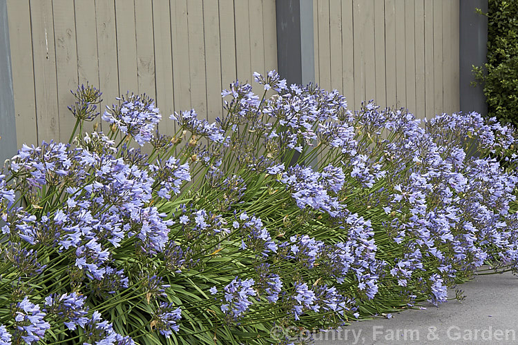 <i>Agapanthus</i> 'Peter Pan', a heavy flowering dwarf hybrid that has 50-60cm flower stems atop a 30cm high foliage clump. It blooms most heavily in late summer. Order: Asparagales, Family: Amaryllidaceae