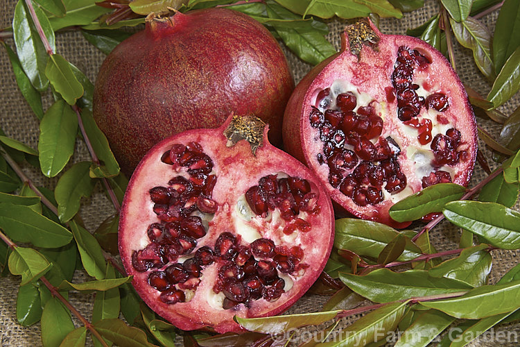 Pomegranate (<i>Punica granatum</i>), a summer- and autumn-flowering 2 x 6m tall shrub or small tree originally native to Iran but now found through the Mediterranean region and warm-temperate Asia. The hard-shelled, seed-filled fruit needs warm summers to mature. This is 'Wonderful', one of the most popular of the commercially grown cultivars. punica-2768htm'>Punica. <a href='lythraceae-plant-family-photoshtml'>Lythraceae</a>.