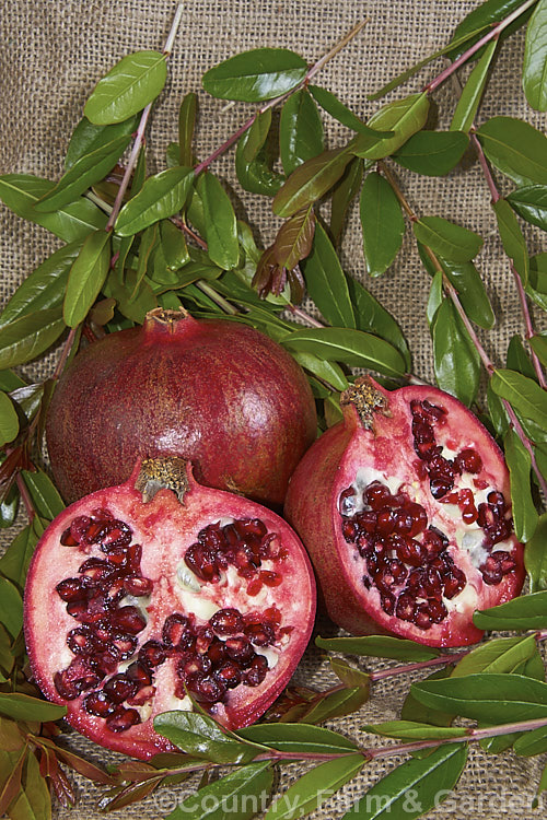 Pomegranate (<i>Punica granatum</i>), a summer- and autumn-flowering 2 x 6m tall shrub or small tree originally native to Iran but now found through the Mediterranean region and warm-temperate Asia. The hard-shelled, seed-filled fruit needs warm summers to mature. This is 'Wonderful', one of the most popular of the commercially grown cultivars. punica-2768htm'>Punica. <a href='lythraceae-plant-family-photoshtml'>Lythraceae</a>.