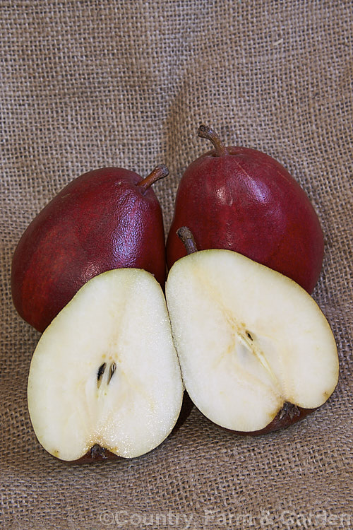 Pyrus communis 'Red d'Anjou', an early 19th century. European pear cultivar that originated either in Belgium or France. The d'Anjou pear occurs in both green- and red-skinned forms, the red form being a sport that appeared in Oregon in the 1950s. While perhaps not as sweet as other. European pears they are still popular for eating fresh and are also grown as a rootstock for other cultivars to be grafted onto. Order: Rosales, Family: Rosaceae