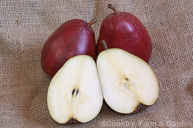 Pyrus communis 'Red d'Anjou', an early 19th century. European pear cultivar that originated either in Belgium or France. The d'Anjou pear occurs in both green- and red-skinned forms, the red form being a sport that appeared in Oregon in the 1950s. While perhaps not as sweet as other. European pears they are still popular for eating fresh and are also grown as a rootstock for other cultivars to be grafted onto. Order: Rosales, Family: Rosaceae
