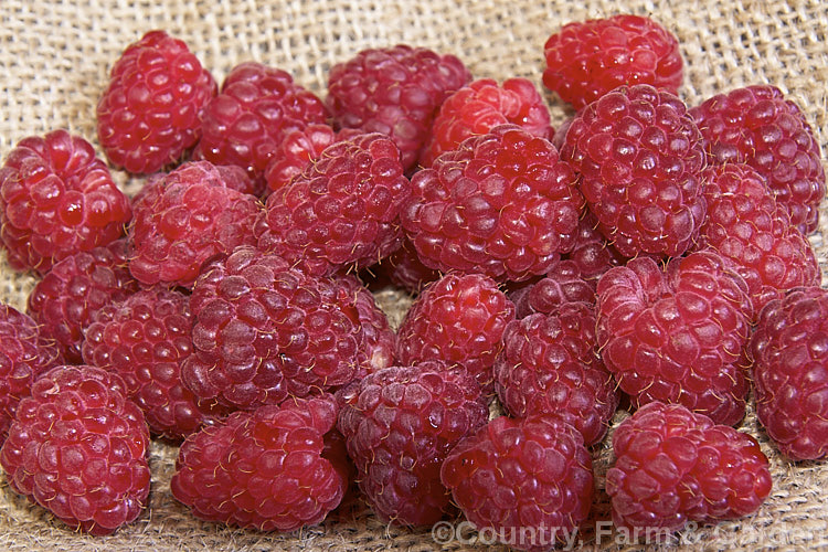 Raspberry (<i>Rubus idaeus</i>), a 15-2m tall deciduous Eurasian shrub that forms a clump of erect, strong-growing canes that are bristly rather than prickly. Its white flowers appear in spring and develop quickly into the familiar edible red fruits. Raspberries are popular for eating fresh but the texture of the fruit does not appeal to all, so they are perhaps better known in pulped form, used as a flavouring.