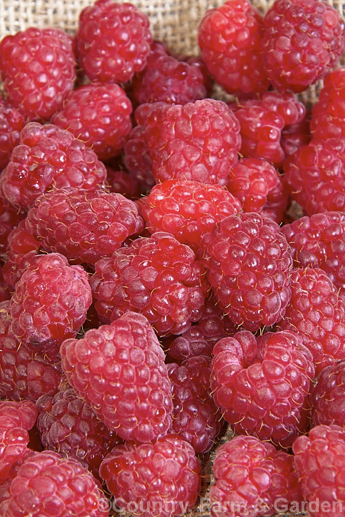 Raspberry (<i>Rubus idaeus</i>), a 15-2m tall deciduous Eurasian shrub that forms a clump of erect, strong-growing canes that are bristly rather than prickly. Its white flowers appear in spring and develop quickly into the familiar edible red fruits. Raspberries are popular for eating fresh but the texture of the fruit does not appeal to all, so they are perhaps better known in pulped form, used as a flavouring.