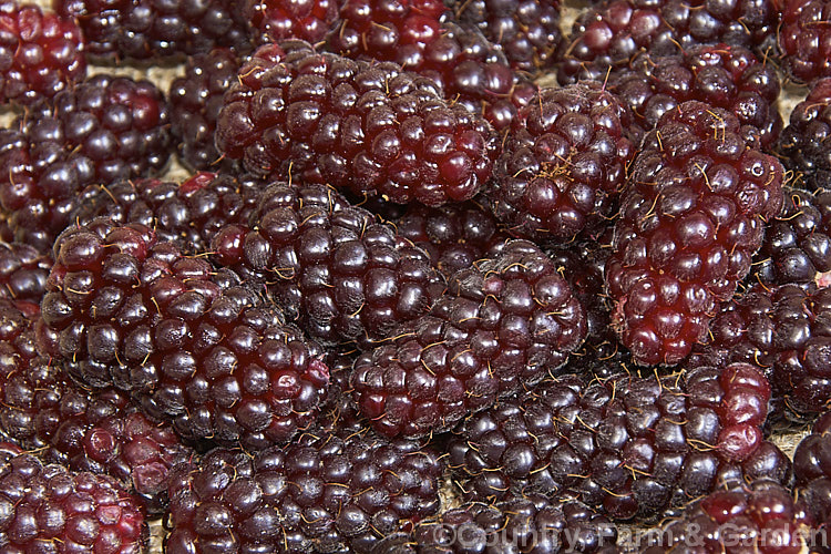 Loganberry (<i>Rubus x loganobaccus</i>), a raspberry x blackberry hybrid, probably between the cultivars 'Red Antwerp' and 'Aughinburgh', that occurred accidentally around 1880 on James. Logan's farm at Santa. Cruz, California. Loganberries have the colour of a blackberry but are sweeter and much longer than the largest raspberries or blackberries. The boysenberry is a development produced by crossing the loganberry with a dewberry and it has proved more popular due to its more intense flavour.