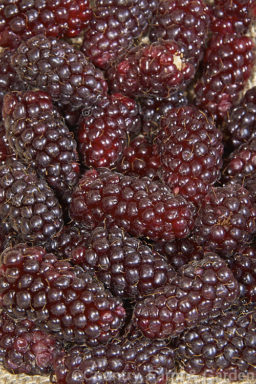 Loganberry (<i>Rubus x loganobaccus</i>), a raspberry x blackberry hybrid, probably between the cultivars 'Red Antwerp' and 'Aughinburgh', that occurred accidentally around 1880 on James. Logan's farm at Santa. Cruz, California. Loganberries have the colour of a blackberry but are sweeter and much longer than the largest raspberries or blackberries. The boysenberry is a development produced by crossing the loganberry with a dewberry and it has proved more popular due to its more intense flavour.