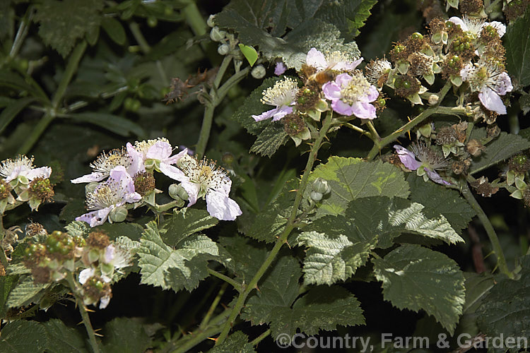 Blackberry (<i>Rubus fruticosus aggregate</i>) with flowers and developing fruit. This strong-growing, deciduous bramble has very thorny stems and deliciously tart fruit. It is widely naturalised in the temperate zones and often considered a weed. The specific status of the blackberry is undecided and it may be a natural hybrid of several Eurasian species.