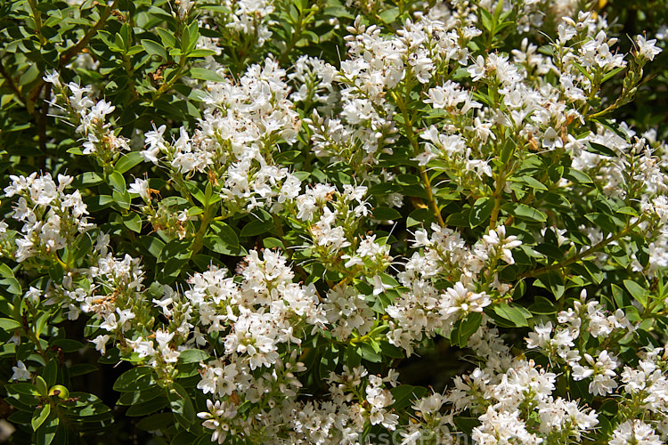 <i>Veronica rivalis</i> (syn. <i>Hebe acutiflora</i>), a summer-flowering shrub native to northern New Zealand, with flowers ranging from white pale mauve. It is generally regarded as not being a true species but one of a locally occurring 'hybrid swarm' that is not capable of sexual self-replication. Order: Lamiales, Family: Plantaginaceae