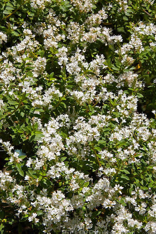 <i>Veronica rivalis</i> (syn. <i>Hebe acutiflora</i>), a summer-flowering shrub native to northern New Zealand, with flowers ranging from white pale mauve. It is generally regarded as not being a true species but one of a locally occurring 'hybrid swarm' that is not capable of sexual self-replication. Order: Lamiales, Family: Plantaginaceae