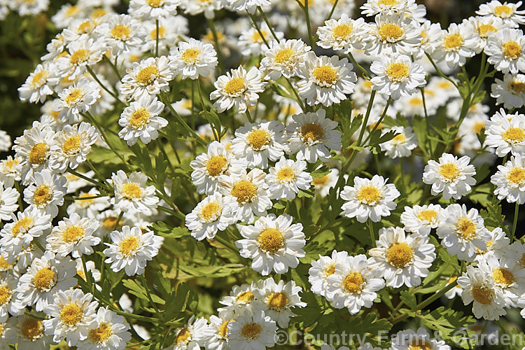 Feverfew (<i>Tanacetum parthenium [syn. Chrysanthemum parthenium]), a summer-flowering southern European perennial with strongly aromatic foliage long used in herbal medicine, principally as a headache cure <span style='color:red'>Note:</span>. Feverfew flowerheads open over a few weeks and do not fall naturally until dry. This image shows a plant as it normally appears at peak flowering, with flowers of different ages, consequently not all the flowerheads are 'picture perfect'. tanacetum-2130htm'>Tanacetum.