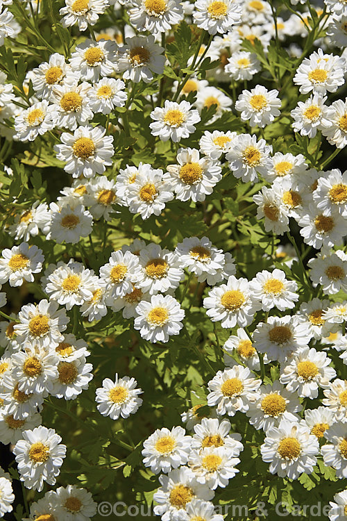 Feverfew (<i>Tanacetum parthenium [syn. Chrysanthemum parthenium]), a summer-flowering southern European perennial with strongly aromatic foliage long used in herbal medicine, principally as a headache cure <span style='color:red'>Note:</span>. Feverfew flowerheads open over a few weeks and do not fall naturally until dry. This image shows a plant as it normally appears at peak flowering, with flowers of different ages, consequently not all the flowerheads are 'picture perfect'. tanacetum-2130htm'>Tanacetum.