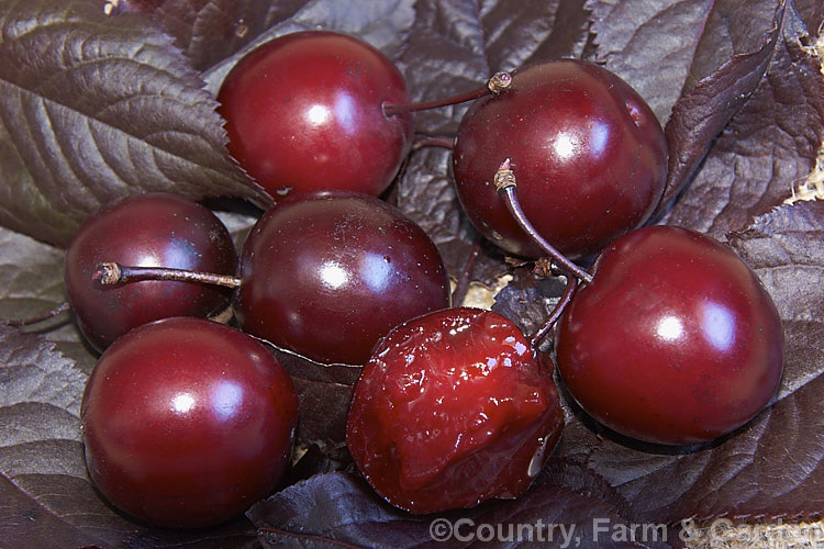 Prunus cerasifera 'Nigra' (syn 'Pissardii. Nigra'), a cherry plum with deep purplish red foliage and small, single, white flowers that open from pink buds. It is similar to 'Pissardii' but can be distinguished by its darker, more intensely coloured foliage and its dark cherry-red, red-fleshed fruit, as opposed to the maroon-red, yellow-fleshed fruit of 'Pissardii' . Cherry plums are edible and taste much like regular plums, though they need to be fully ripe and do not keep for long. Order: Rosales, Family: Rosaceae