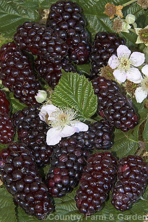 Blackberry (<i>Rubus fruticosus aggregate</i>), a strong-growing, deciduous bramble with very thorny stems and deliciously tart fruit. The fruit of commercially grown blackberries such as these is considerably larger than that of wild plants. The blackberry is widely naturalised in the temperate zones and often considered a weed. The specific status of the blackberry is undecided and it may be a natural hybrid of several Eurasian species.