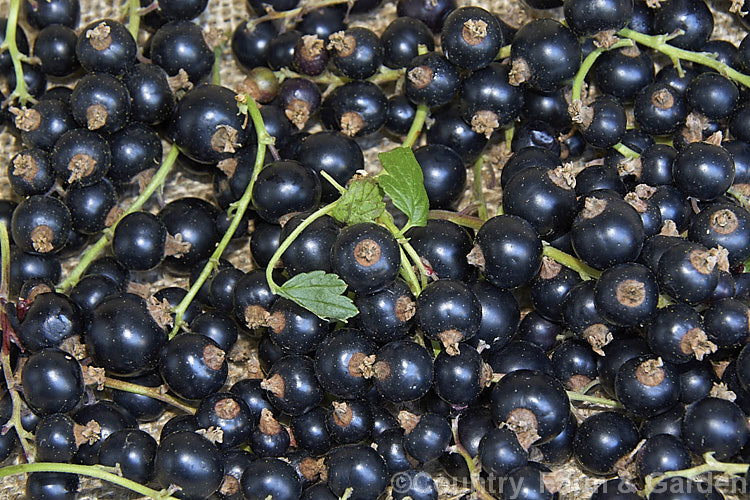 Black Currant (<i>Ribes nigrum</i>), a deciduous shrub found from Europe through. Central Asia to the Himalayas. Its small greenish flowers are insignificant but are followed by clusters of berries that are a deep blackish purple when ripe. Fresh black currants are renowned for their high level of vitamin. C