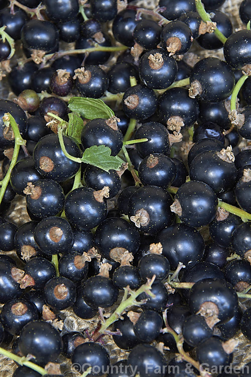Black Currant (<i>Ribes nigrum</i>), a deciduous shrub found from Europe through. Central Asia to the Himalayas. Its small greenish flowers are insignificant but are followed by clusters of berries that are a deep blackish purple when ripe. Fresh black currants are renowned for their high level of vitamin. C