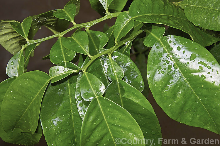 The leaves and winged petioles of the Pummelo or Shaddock (<i>Citrus maxima</i>), the largest of the citrus fruits and probably originally native to the Polynesian region. The fruit resembles a very large greenish-yellow grapefruit but is sweeter. The tree is round-headed, up to 6m tall and has lush foliage. citrus-2140htm'>Citrus.