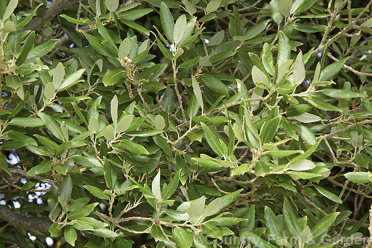 Summer foliage, flower remnants and young acorns of the Holm Oak or Holly-leaved Oak (<i>Quercus ilex</i>), an evergreen oak, 15-25m tall, native to the Mediterranean region. It is among the hardier evergreen oaks