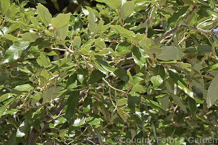 Summer foliage, flower remnants and young acorns of the Himalayan White Oak or Blackjack Oak (<i>Quercus leucotrichophora</i>), a 10-24m high evergreen tree native to the Himalayan region. Order: Fagales, Family: Fagaceae