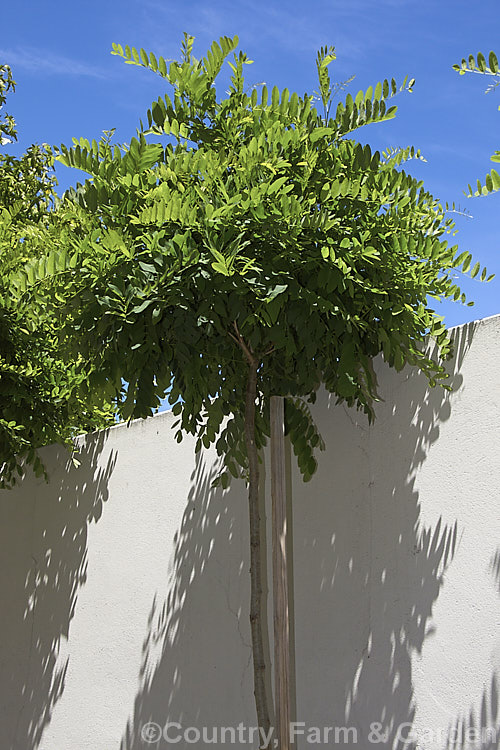 Robinia pseudoacacia 'Mop. Top', a densely twiggy cultivar of the thornless form of the common black locust ('Inermis') 'Mop. Top' is grafted onto standard trunks of various heights to make 'lollipop' style tree with a dense foliage crown atop a narrow trunk. The look can be effective but it is often a lot of work to keep the top neat, the trunk free of side-shoots and the plant clear of stem borers. robinia-2218htm'>Robinia.