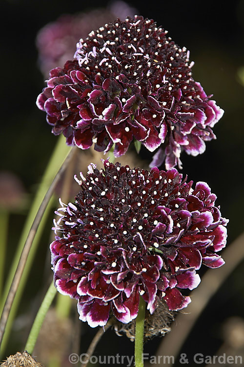 Scabiosa atropurpurea, a 60-90cm tall annual native to southern Africa. The flowers are mildly scented and those of the wild species are deep blackish red all over. Cultivars occur in a range of flower forms and colours. This example is very close to the species colour except for the pale petal tips. scabiosa-2488htm'>Scabiosa. <a href='caprifoliaceae-plant-family-photoshtml'>Caprifoliaceae</a>.