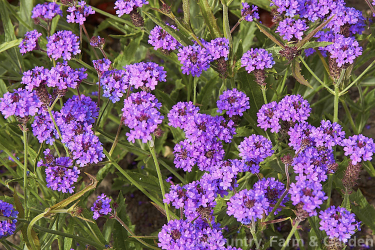 Verbena rigida 'Venosa', a bright purple-flowered cultivar of the Veined. Verbena a summer-flowering perennial native to southern Brazil and Argentina. It quickly becomes rangy and is often treated as a bedding annual. verbena-2396htm'>Verbena. .