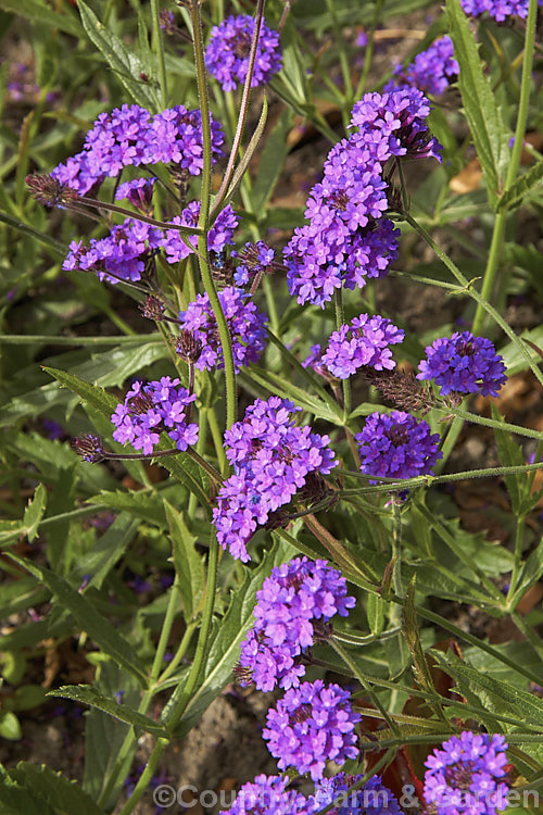 Verbena rigida 'Venosa', a bright purple-flowered cultivar of the Veined. Verbena a summer-flowering perennial native to southern Brazil and Argentina. It quickly becomes rangy and is often treated as a bedding annual. verbena-2396htm'>Verbena. .
