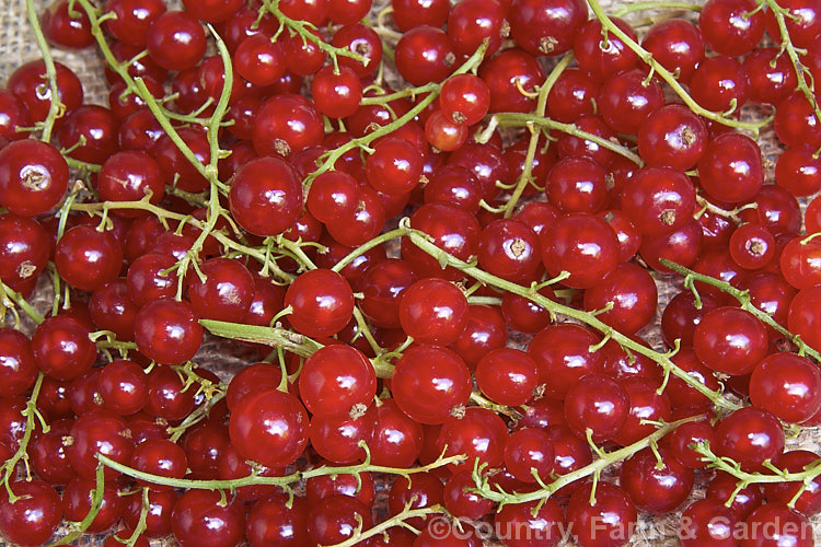 Red Currant (<i>Ribes silvestre</i>), a deciduous shrub native to western Europe, including Britain. Its small greenish or red-tinted flowers are not especially conspicuous but are followed by clusters of glowing translucent red berries. That are generally sweeter than black currants and may be eaten fresh