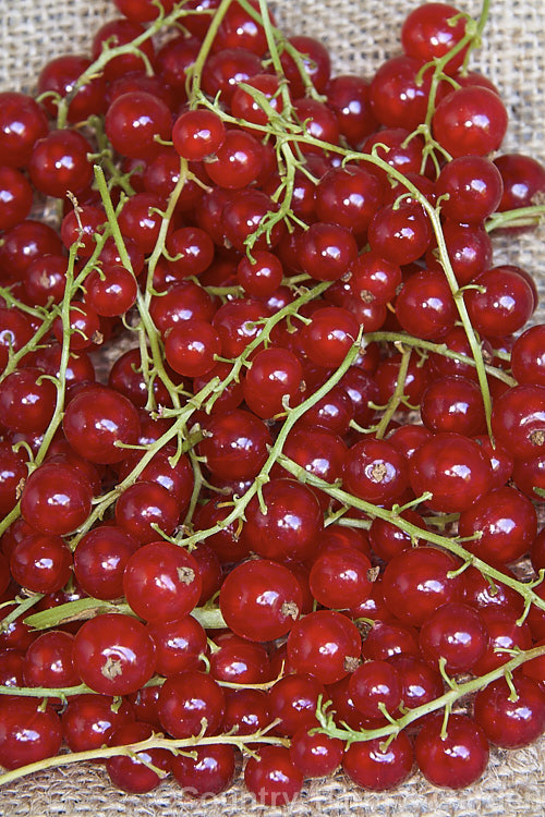 Red Currant (<i>Ribes silvestre</i>), a deciduous shrub native to western Europe, including Britain. Its small greenish or red-tinted flowers are not especially conspicuous but are followed by clusters of glowing translucent red berries. That are generally sweeter than black currants and may be eaten fresh