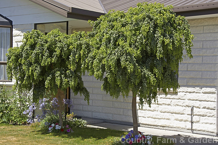 Robinia pseudoacacia 'Lace Lady' (syn 'Twisty. Baby'), a compact cultivar of the Black or Yellow Locust or False Acacia that has twisted foliage that usually displays more of the blue-green underside of the leaf than the bright green upper surface. The stems are sharply angled at the nodes and can be a feature in winter when the foliage has dropped 'Lace Lady' is usually grafted to form a slightly weeping ball-headed standard. robinia-2218htm'>Robinia.