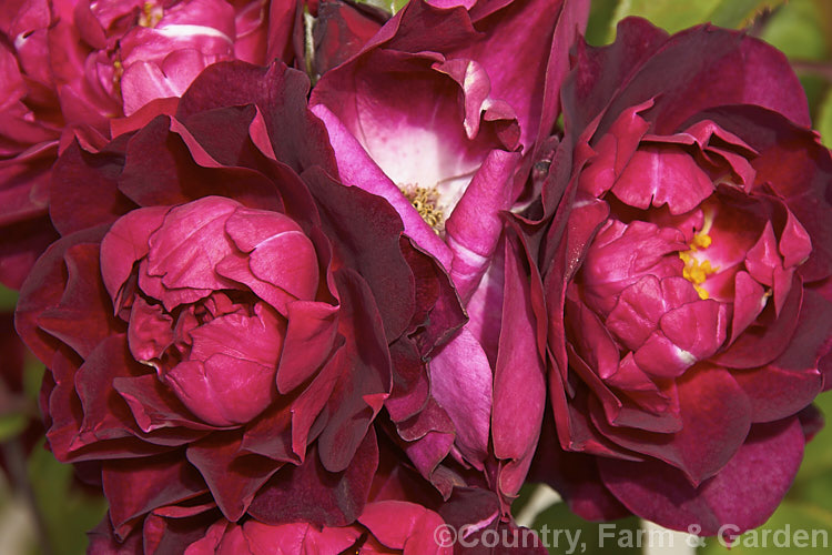 Rosa 'Cardinal. Hume' (seedling x 'Frank. Naylor'), a relatively low, spreading. Shrub rose raised by Harkness of England in 1984. The flowers have a musk scent. Order: Rosales, Family: Rosaceae