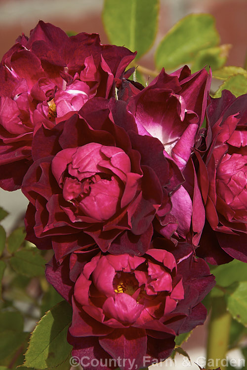 Rosa 'Cardinal. Hume' (seedling x 'Frank. Naylor'), a relatively low, spreading. Shrub rose raised by Harkness of England in 1984. The flowers have a musk scent. Order: Rosales, Family: Rosaceae