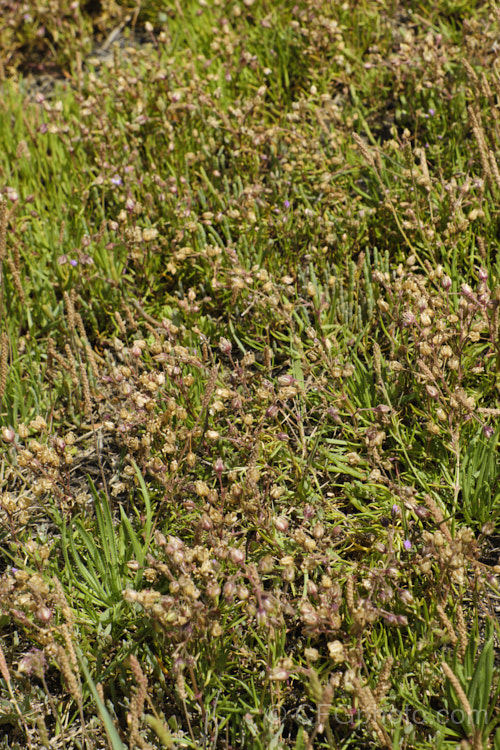 Saltmarsh. Sand Spurrey (<i>Spergularia marina [syn. Spergularia salina]), a late spring- to summer-flowering annual that is widespread in coastal areas of the northern temperate zones and now extensively naturalised in the Southern Hemisphere too. It is shown here as it goes to seed and dies off. spergularia-3322htm'>Spergularia. Order: Caryophyllales, Family: Caryophyllaceae