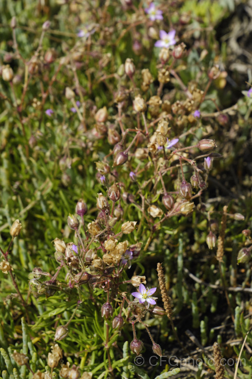 Saltmarsh. Sand Spurrey (<i>Spergularia marina [syn. Spergularia salina]), a late spring- to summer-flowering annual that is widespread in coastal areas of the northern temperate zones and now extensively naturalised in the Southern Hemisphere too. It is shown here as it goes to seed and dies off. spergularia-3322htm'>Spergularia. Order: Caryophyllales, Family: Caryophyllaceae