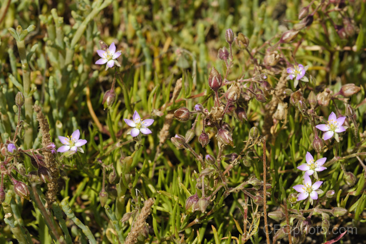 Saltmarsh. Sand Spurrey (<i>Spergularia marina [syn. Spergularia salina]), a late spring- to summer-flowering annual that is widespread in coastal areas of the northern temperate zones and now extensively naturalised in the Southern Hemisphere too. It is shown here as it goes to seed and dies off. spergularia-3322htm'>Spergularia. Order: Caryophyllales, Family: Caryophyllaceae