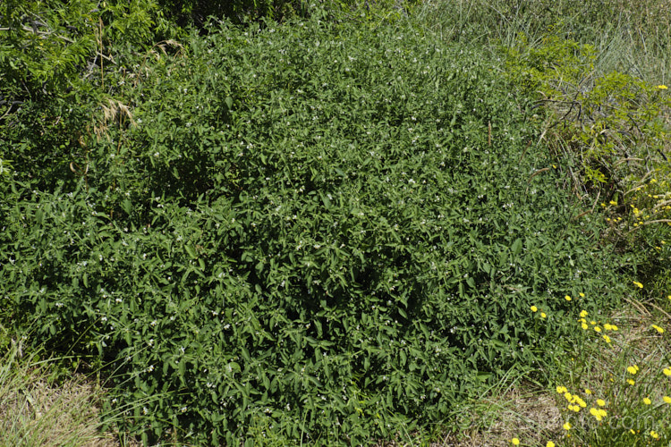 Velvety Nightshade (<i>Solanum chenopodioides</i>), a sprawling perennial or subshrub native to southern Africa, southern North America and South America. It is similar to Solanum nigrum and considered a weed