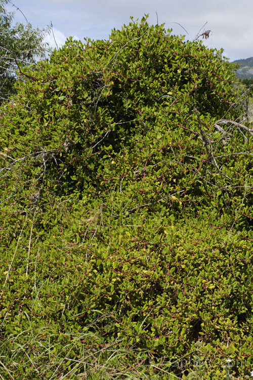 Bower Spinach (<i>Tetragonia implexicoma</i>), a spreading trailing plant found in coastal areas around New Zealand and nearby islands, including the Chathams. It also occurs in southeastern Australia and on Lord. HoweIsland It has red stems, succulent bright green leaves, and small yellow flowers that are followed by red fruits