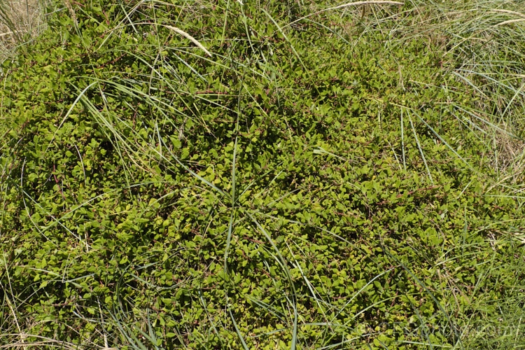 Bower Spinach (<i>Tetragonia implexicoma</i>), a spreading trailing plant found in coastal areas around New Zealand and nearby islands, including the Chathams. It also occurs in southeastern Australia and on Lord. HoweIsland It has red stems, succulent bright green leaves, and small yellow flowers that are followed by red fruits
