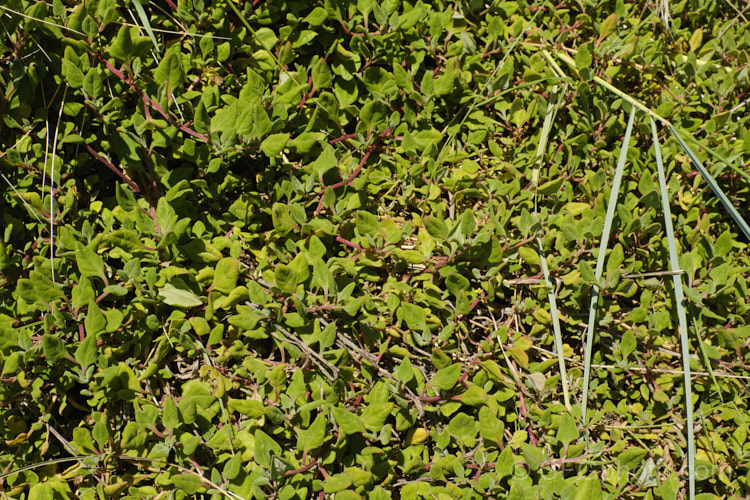 Bower Spinach (<i>Tetragonia implexicoma</i>), a spreading trailing plant found in coastal areas around New Zealand and nearby islands, including the Chathams. It also occurs in southeastern Australia and on Lord. HoweIsland It has red stems, succulent bright green leaves, and small yellow flowers that are followed by red fruits