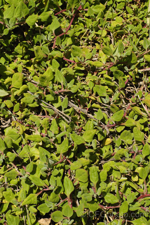 Bower Spinach (<i>Tetragonia implexicoma</i>), a spreading trailing plant found in coastal areas around New Zealand and nearby islands, including the Chathams. It also occurs in southeastern Australia and on Lord. HoweIsland It has red stems, succulent bright green leaves, and small yellow flowers that are followed by red fruits