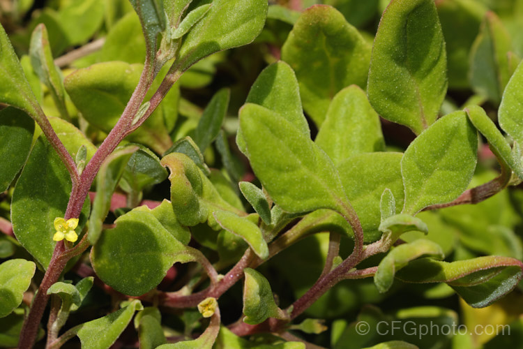 Bower Spinach (<i>Tetragonia implexicoma</i>), a spreading trailing plant found in coastal areas around New Zealand and nearby islands, including the Chathams. It also occurs in southeastern Australia and on Lord. HoweIsland It has red stems, succulent bright green leaves, and small yellow flowers that are followed by red fruits